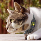 🐾 Cat GPS Tracker Locator Device – Real-Time Pet Tracking with No Monthly Fees